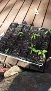 Chilli seedlings